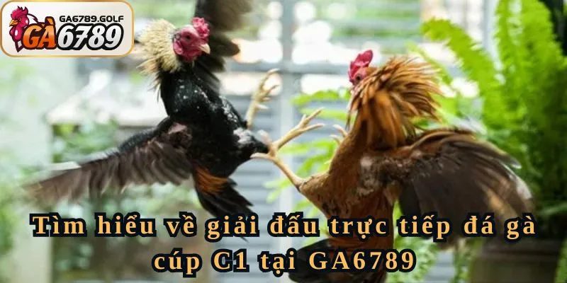 Tìm hiểu về giải đấu trực tiếp đá gà cúp C1 tại GA6789