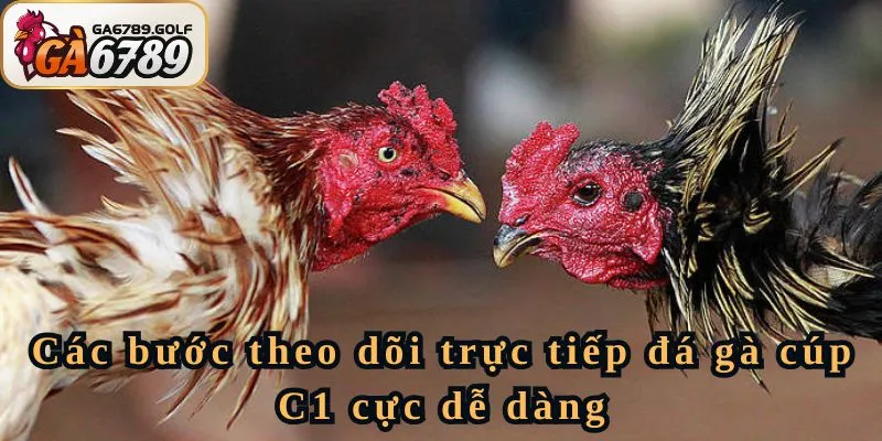 Các bước theo dõi trực tiếp đá gà cúp C1 cực dễ dàng